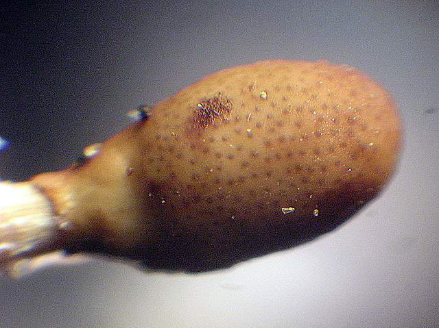 Una  misteriosa  Cordyceps